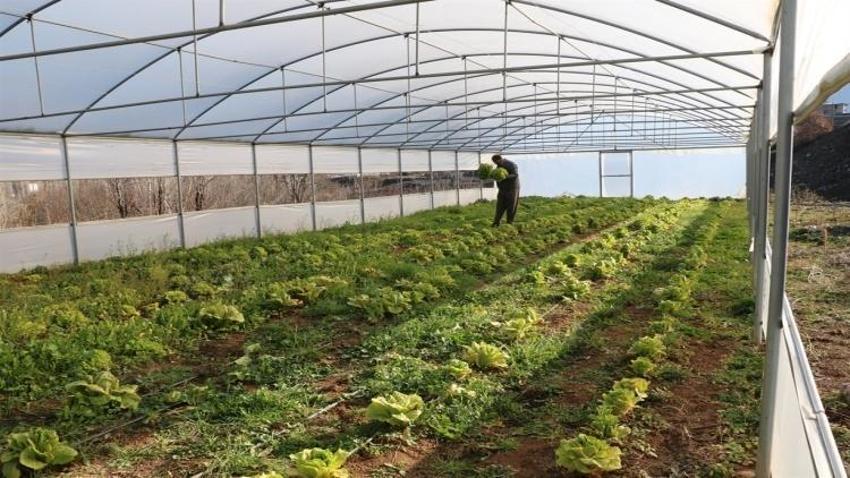25 bin nüfuslu ilçede 780 ton sebze yetiştirildi