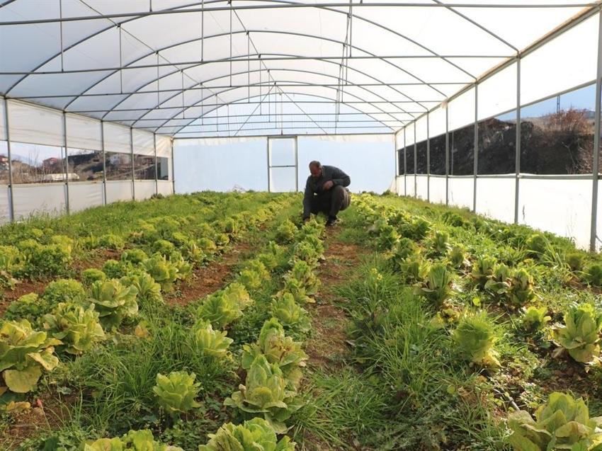 25 bin nüfuslu ilçede 780 ton sebze yetiştirildi