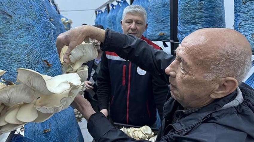 Yaşlı kadın ve erkekler huzurevinde de rahat durmadı! Sinop'ta huzurevi sakinleri mantar üretimi yapmaya başladı