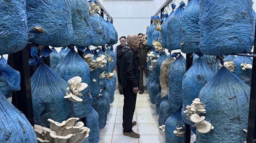 Yaşlı kadın ve erkekler huzurevinde de rahat durmadı! Sinop'ta huzurevi sakinleri mantar üretimi yapmaya başladı