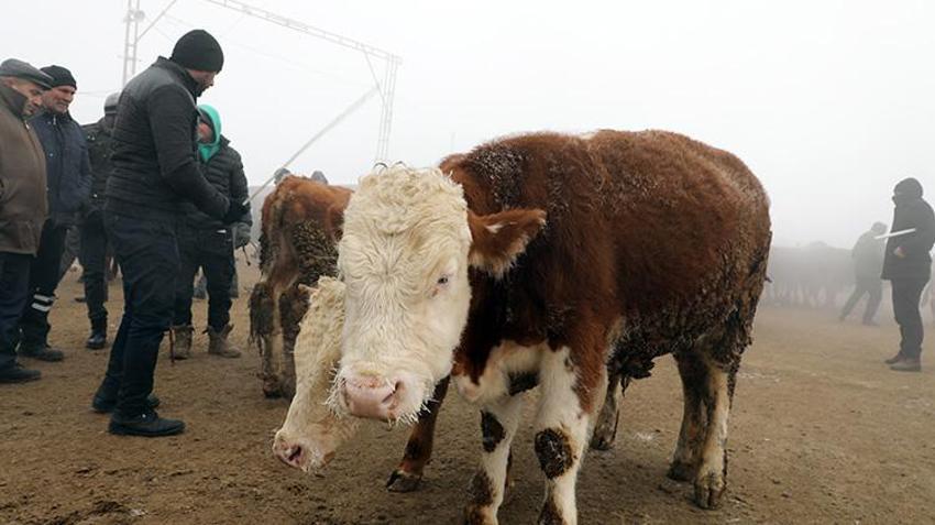 Ağrı'nın hayvan borsası alıcı ve satıcıları bir araya getiriyor! Son dönemin popüler pazarında eksi 20 derecede sıkı pazarlıklar yapılıyor 