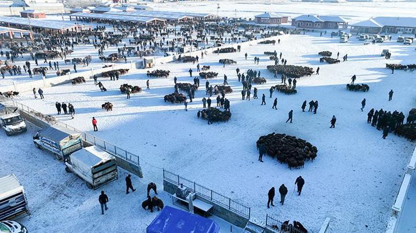 Ağrı'nın hayvan borsası alıcı ve satıcıları bir araya getiriyor! Son dönemin popüler pazarında eksi 20 derecede sıkı pazarlıklar yapılıyor 