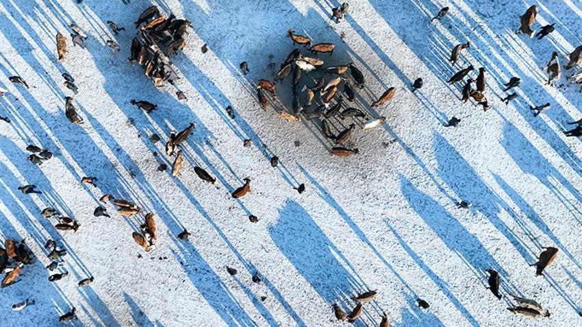 Ağrı'nın hayvan borsası alıcı ve satıcıları bir araya getiriyor! Son dönemin popüler pazarında eksi 20 derecede sıkı pazarlıklar yapılıyor 