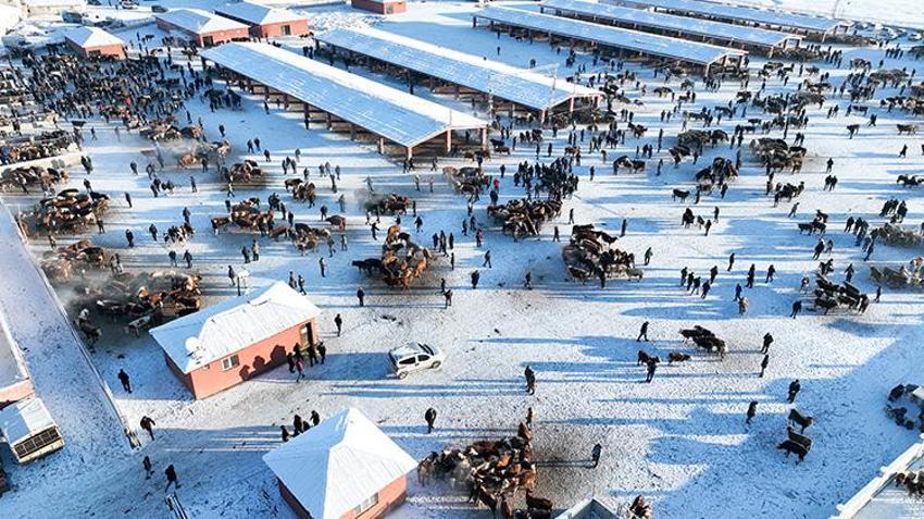 Ağrı'nın hayvan borsası alıcı ve satıcıları bir araya getiriyor! Son dönemin popüler pazarında eksi 20 derecede sıkı pazarlıklar yapılıyor 