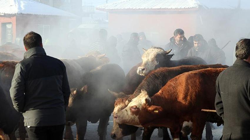 Ağrı'nın hayvan borsası alıcı ve satıcıları bir araya getiriyor! Son dönemin popüler pazarında eksi 20 derecede sıkı pazarlıklar yapılıyor 