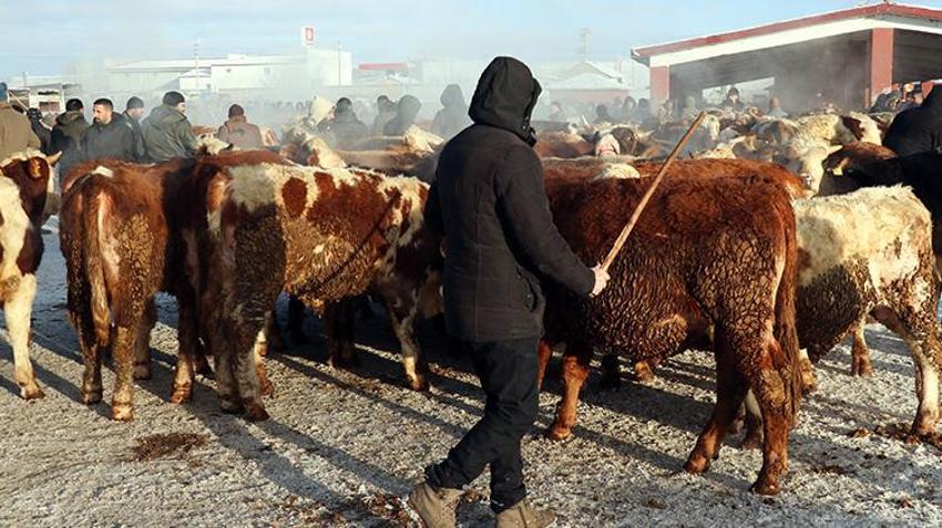 Ağrı'nın hayvan borsası alıcı ve satıcıları bir araya getiriyor! Son dönemin popüler pazarında eksi 20 derecede sıkı pazarlıklar yapılıyor 