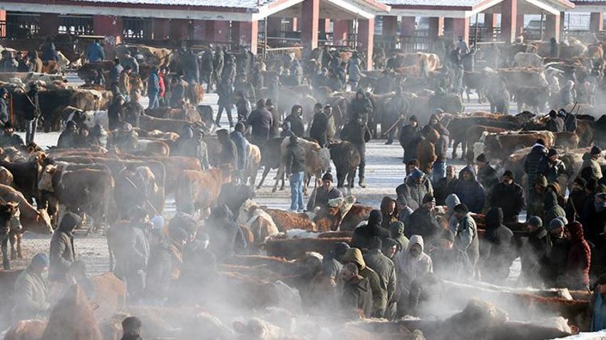 Ağrı'nın hayvan borsası alıcı ve satıcıları bir araya getiriyor! Son dönemin popüler pazarında eksi 20 derecede sıkı pazarlıklar yapılıyor 