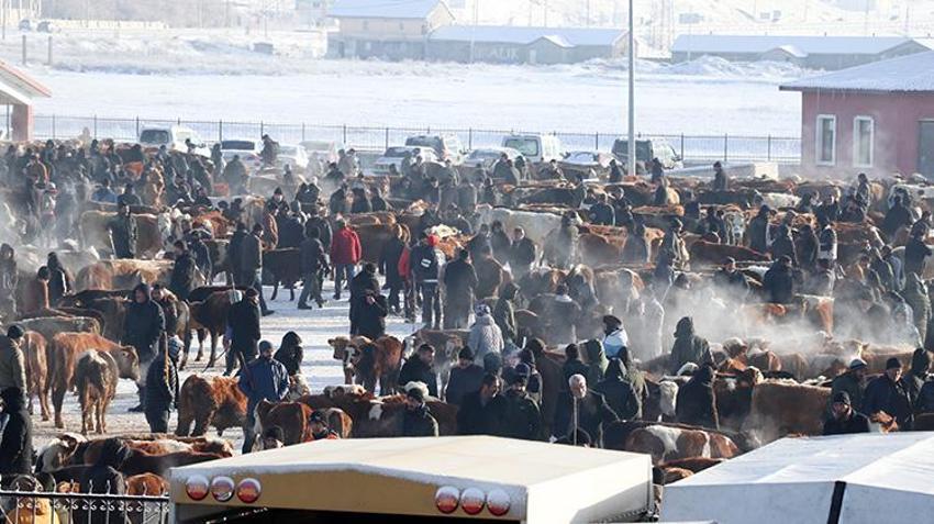 Ağrı'nın hayvan borsası alıcı ve satıcıları bir araya getiriyor! Son dönemin popüler pazarında eksi 20 derecede sıkı pazarlıklar yapılıyor 
