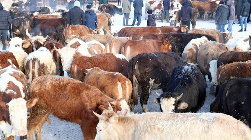 Ağrı'nın hayvan borsası alıcı ve satıcıları bir araya getiriyor! Son dönemin popüler pazarında eksi 20 derecede sıkı pazarlıklar yapılıyor 