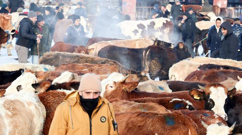 Ağrı'nın hayvan borsası alıcı ve satıcıları bir araya getiriyor! Son dönemin popüler pazarında eksi 20 derecede sıkı pazarlıklar yapılıyor 