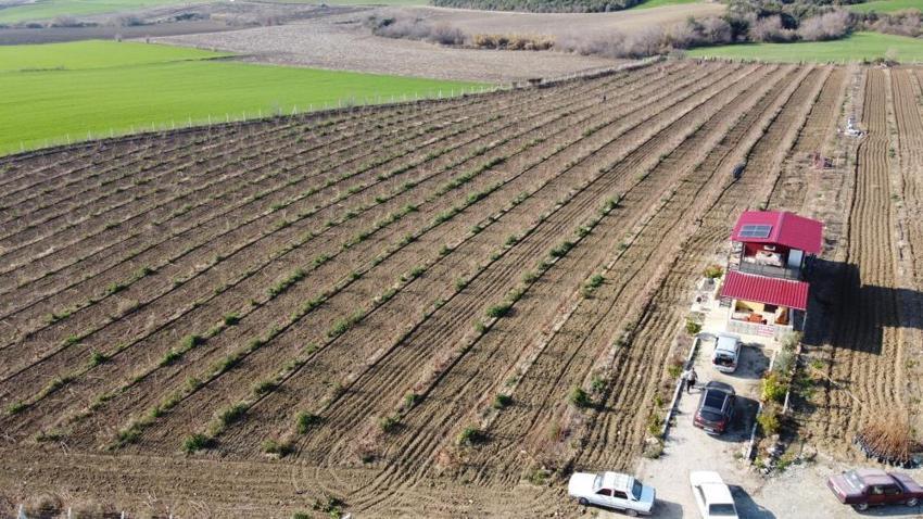 Adana'da cennet hurması hasadı başladı! Teknoloji nasırlı ellere deva oldu