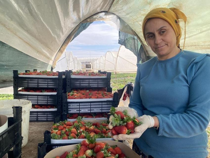 Fiyatı 1 ayda dip yaptı! 400 liradan 90 TL'ye düştü