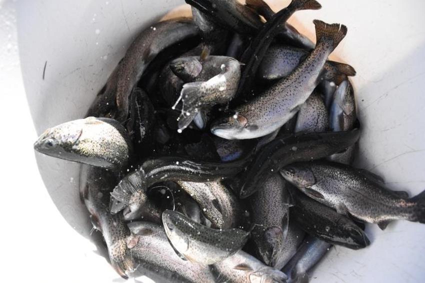 Köyden 10 Avrupa ülkesine alabalık ihracatı yapılıyor