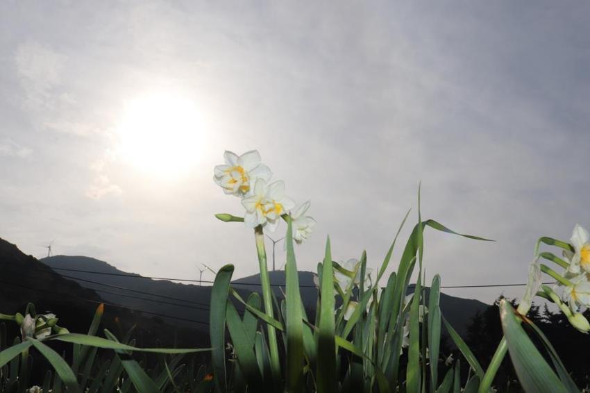 Kokusu İzmir'den Türkiye'ye yayılıyor! Tezgahta kilosu 200 lirayı buluyor