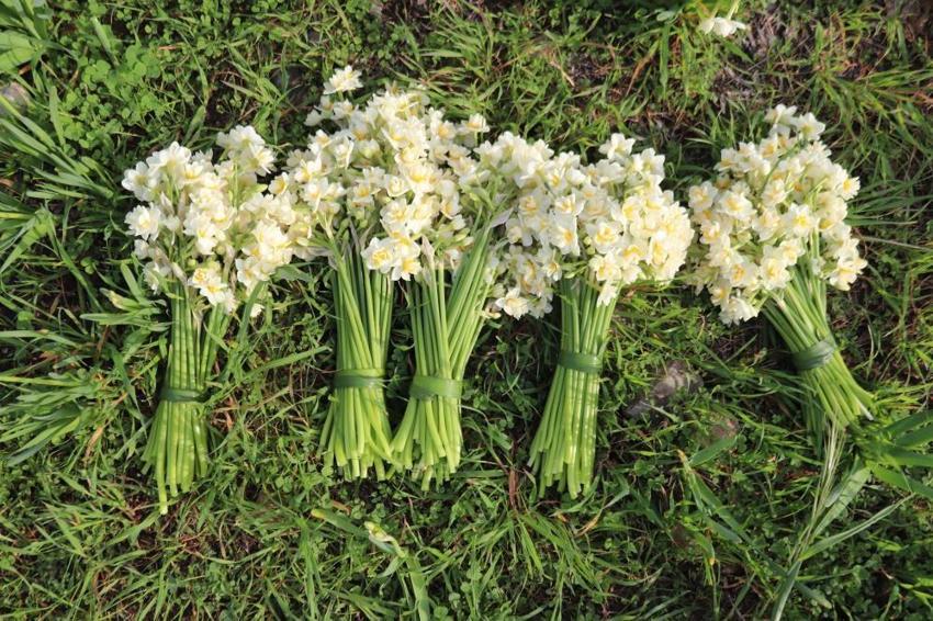 Kokusu İzmir'den Türkiye'ye yayılıyor! Tezgahta kilosu 200 lirayı buluyor