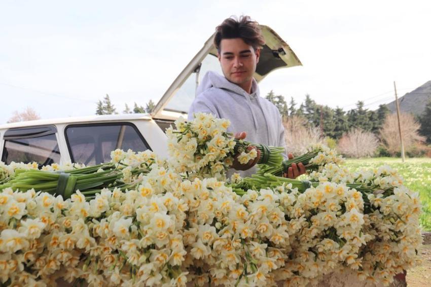 Kokusu İzmir'den Türkiye'ye yayılıyor! Tezgahta kilosu 200 lirayı buluyor