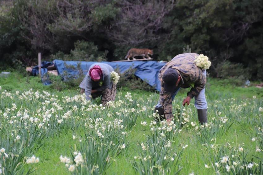 Kokusu İzmir'den Türkiye'ye yayılıyor! Tezgahta kilosu 200 lirayı buluyor