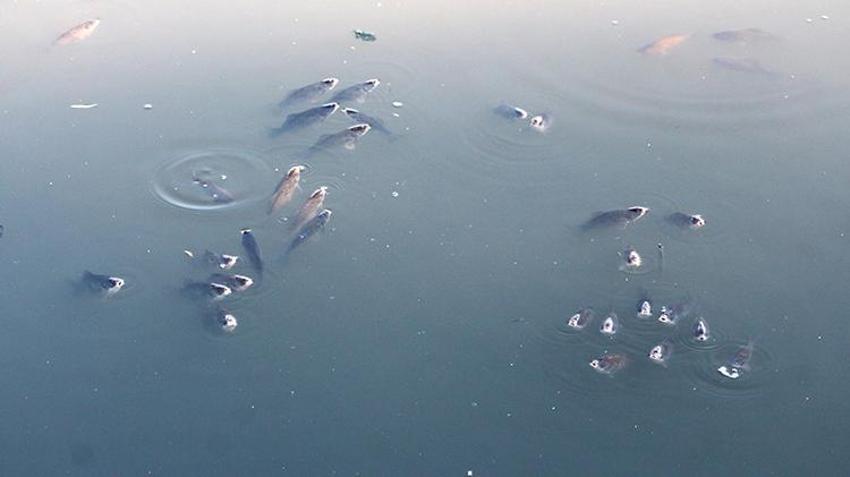 Adana'da kirlenen Ceyhan Nehri'nde balık ölümleri arttı! İnsan sağlığı tehdit altında