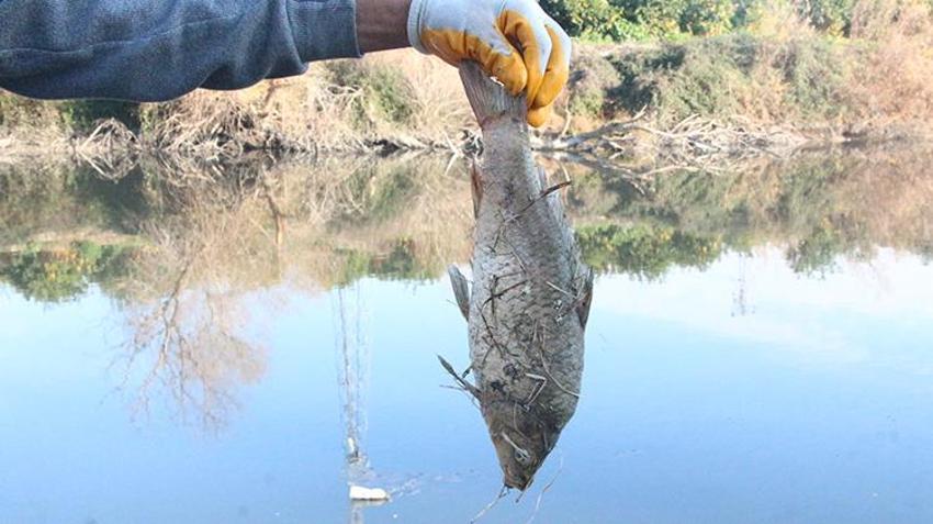 Adana'da kirlenen Ceyhan Nehri'nde balık ölümleri arttı! İnsan sağlığı tehdit altında