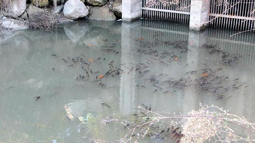 Adana'da kirlenen Ceyhan Nehri'nde balık ölümleri arttı! İnsan sağlığı tehdit altında
