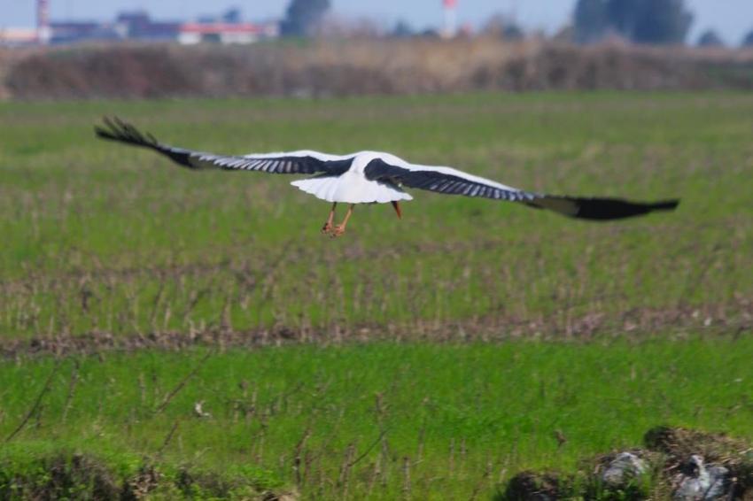 Aydın'da yılın ilk leyleği yuvasına kondu! 