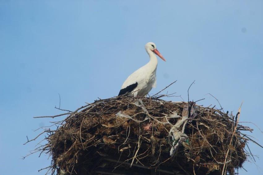 Aydın'da yılın ilk leyleği yuvasına kondu! 