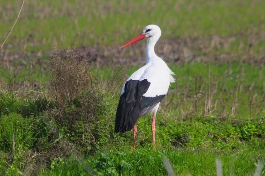 Aydın'da yılın ilk leyleği yuvasına kondu! 