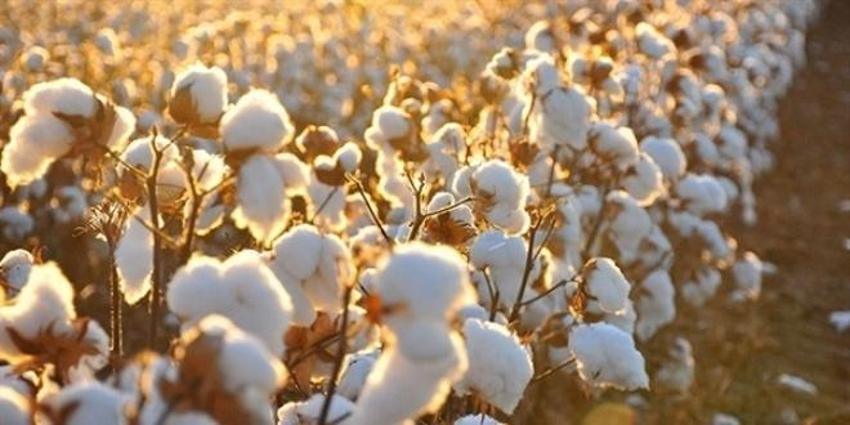 Pamuğu, sıcak sarısı ve yarpuz kokusu: Bu romanlar Adana'yı dünyaya tanıtıyor
