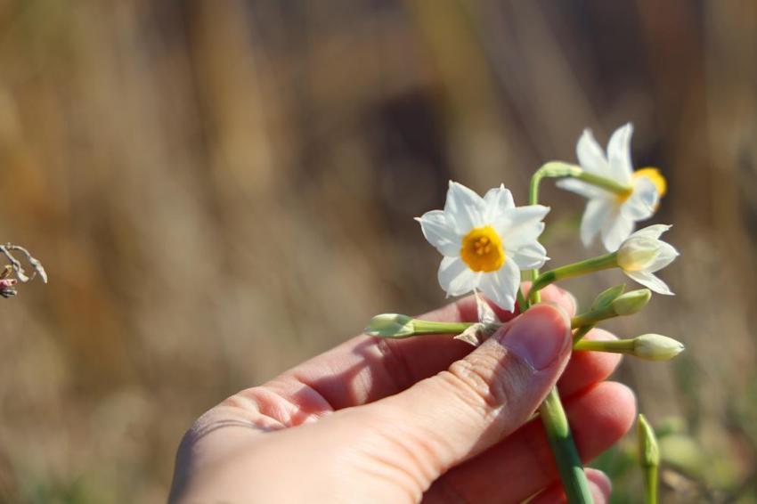 Nergis Adası yok oluyor! 'Bir an önce önlem alınması lazım'
