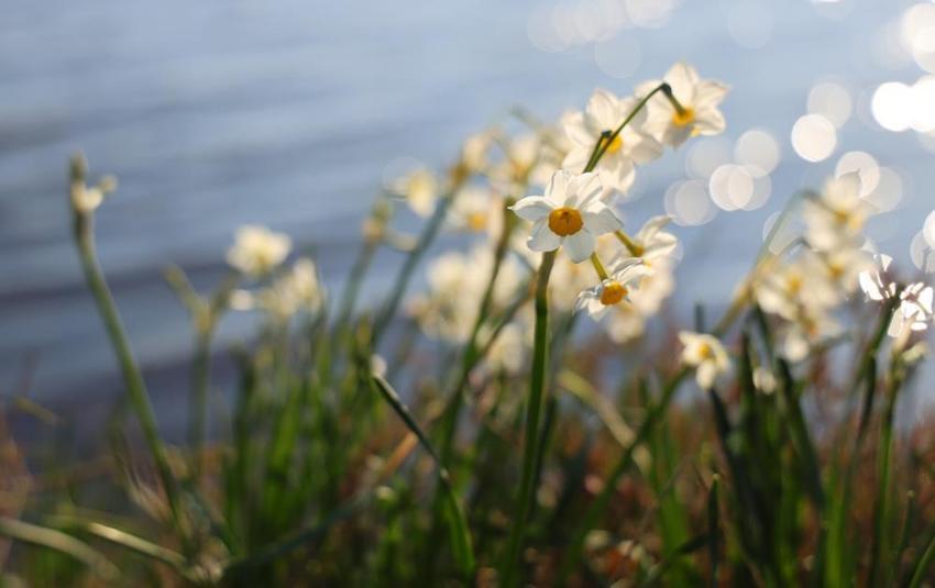 Nergis Adası yok oluyor! 'Bir an önce önlem alınması lazım'