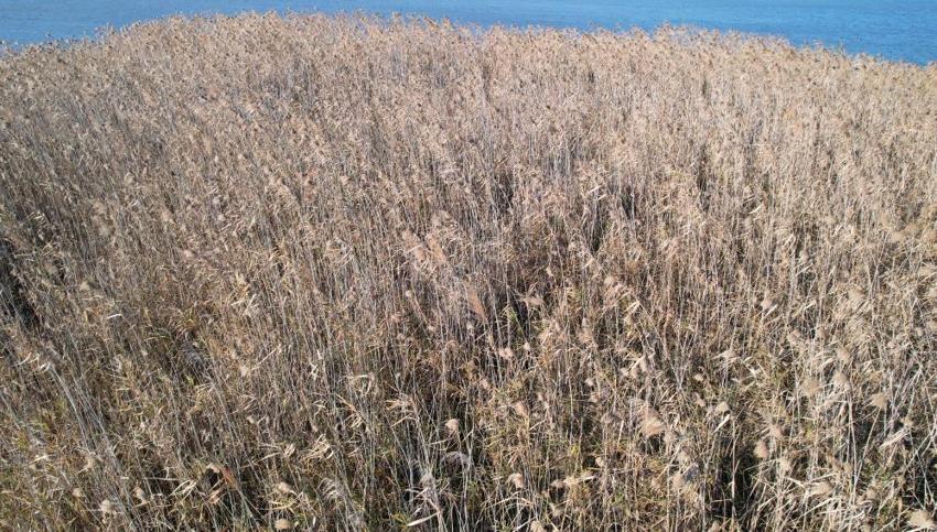 Nergis Adası yok oluyor! 'Bir an önce önlem alınması lazım'