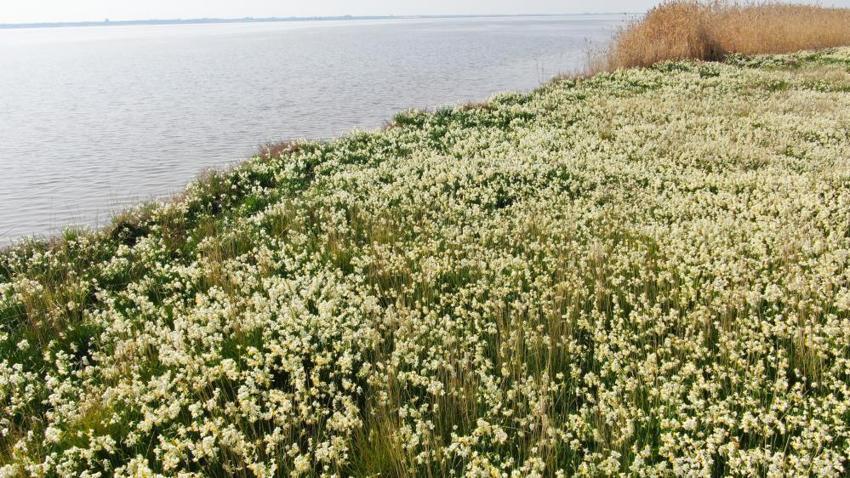 Nergis Adası yok oluyor! 'Bir an önce önlem alınması lazım'