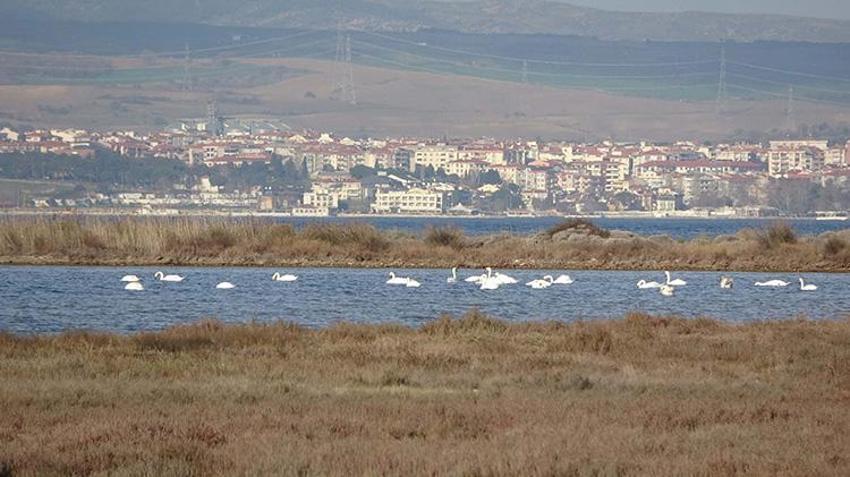 İklim değişikliğinin bu etkisini kimse böyle beklemiyordu! Çanakkale'de ortaya çıktı