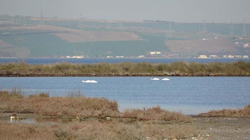 İklim değişikliğinin bu etkisini kimse böyle beklemiyordu! Çanakkale'de ortaya çıktı