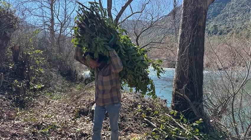 Antalya'da defne yaprağı hasadı köylülerin geçim kaynağı oldu: Avrupa'nın defne ihtiyacı Akseki'den karşılanıyor