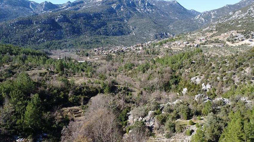 Antalya'da defne yaprağı hasadı köylülerin geçim kaynağı oldu: Avrupa'nın defne ihtiyacı Akseki'den karşılanıyor