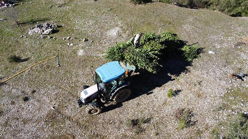 Antalya'da defne yaprağı hasadı köylülerin geçim kaynağı oldu: Avrupa'nın defne ihtiyacı Akseki'den karşılanıyor