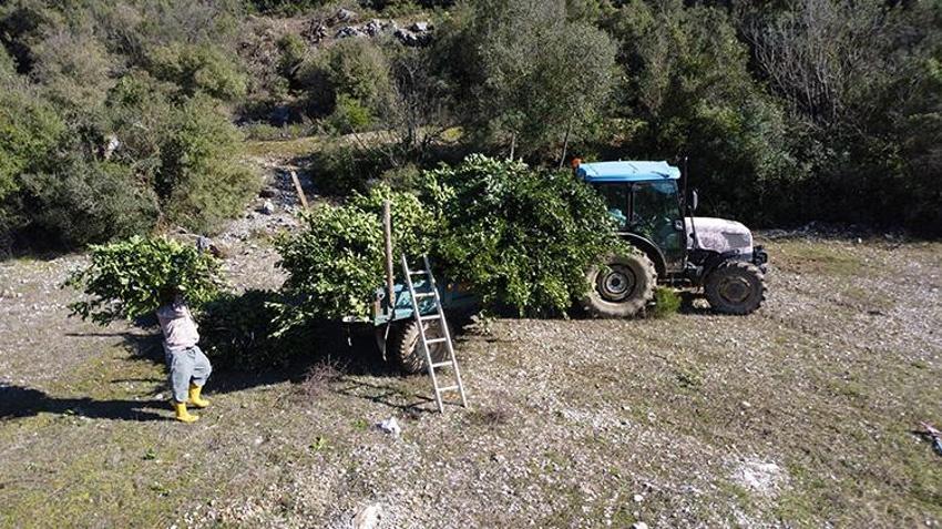 Antalya'da defne yaprağı hasadı köylülerin geçim kaynağı oldu: Avrupa'nın defne ihtiyacı Akseki'den karşılanıyor