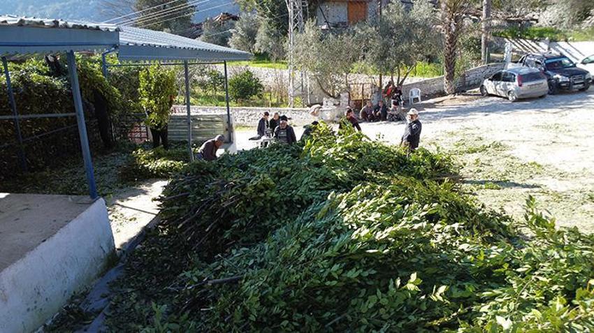 Antalya'da defne yaprağı hasadı köylülerin geçim kaynağı oldu: Avrupa'nın defne ihtiyacı Akseki'den karşılanıyor