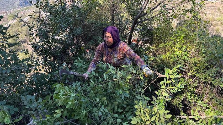 Antalya'da defne yaprağı hasadı köylülerin geçim kaynağı oldu: Avrupa'nın defne ihtiyacı Akseki'den karşılanıyor