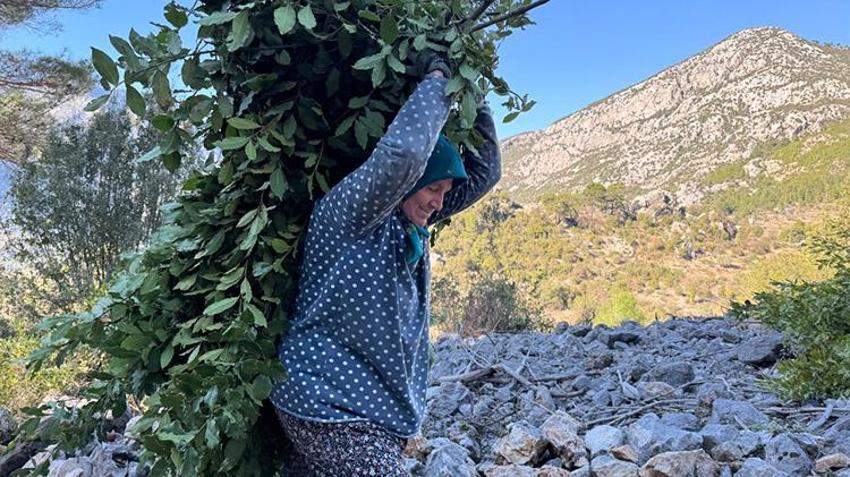 Antalya'da defne yaprağı hasadı köylülerin geçim kaynağı oldu: Avrupa'nın defne ihtiyacı Akseki'den karşılanıyor