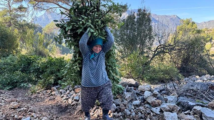 Antalya'da defne yaprağı hasadı köylülerin geçim kaynağı oldu: Avrupa'nın defne ihtiyacı Akseki'den karşılanıyor