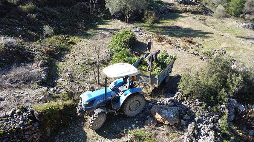 Antalya'da defne yaprağı hasadı köylülerin geçim kaynağı oldu: Avrupa'nın defne ihtiyacı Akseki'den karşılanıyor