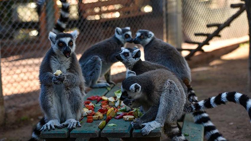 Antalya doğal yaşam parkında lemurların kış güneşi keyfi! Yoga yapar gibi güneşi selamlıyorlar