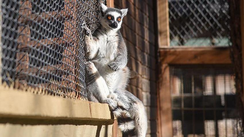 Antalya doğal yaşam parkında lemurların kış güneşi keyfi! Yoga yapar gibi güneşi selamlıyorlar