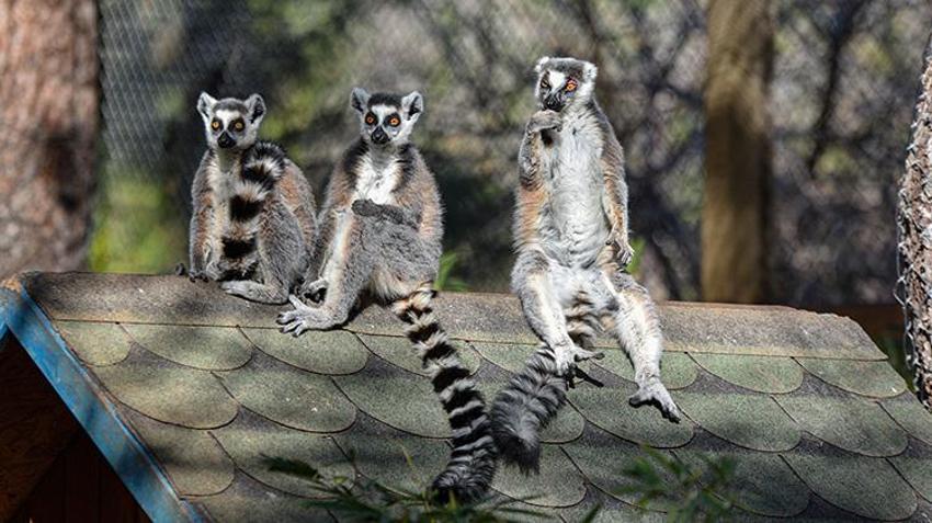 Antalya doğal yaşam parkında lemurların kış güneşi keyfi! Yoga yapar gibi güneşi selamlıyorlar