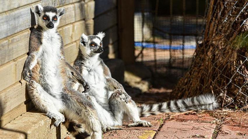 Antalya doğal yaşam parkında lemurların kış güneşi keyfi! Yoga yapar gibi güneşi selamlıyorlar