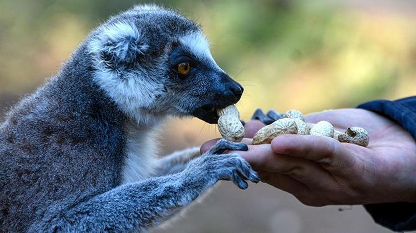 Antalya doğal yaşam parkında lemurların kış güneşi keyfi! Yoga yapar gibi güneşi selamlıyorlar