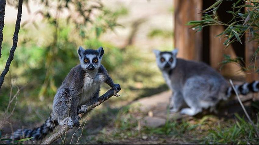 Antalya doğal yaşam parkında lemurların kış güneşi keyfi! Yoga yapar gibi güneşi selamlıyorlar