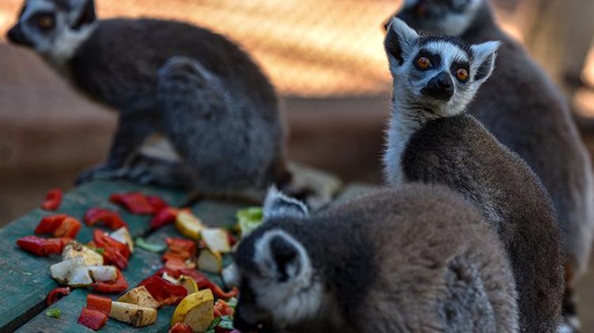 Antalya doğal yaşam parkında lemurların kış güneşi keyfi! Yoga yapar gibi güneşi selamlıyorlar